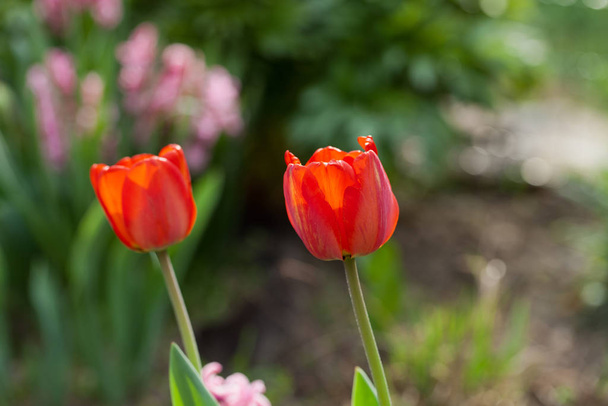 tulip, blooming flowers in nature, flora tulips - Foto, Bild