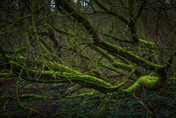 Μαγικό αρχαίο δάσος στις αρχές της άνοιξης καλυμμένο με βρύα  - Φωτογραφία, εικόνα