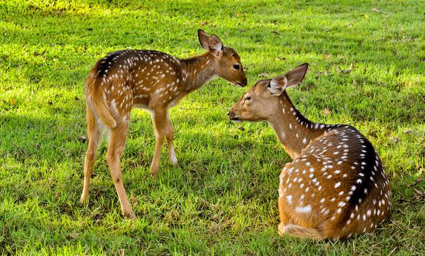 Ever seen natural life so close enough? this image could give explaination of a natural life of deer family. The love that the baby deer give to his mother, life us as human being. - Valokuva, kuva