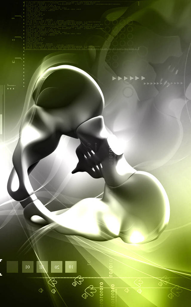 Digital illustration  of pelvic girdle in    colour background  	 - Fotografie, Obrázek