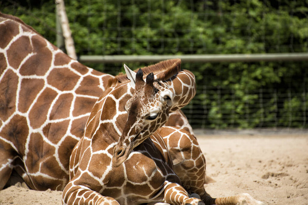 net giraffe in closeup - Photo, Image