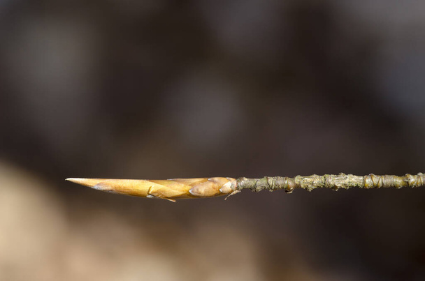 Bud of a beech tree in spring - Фото, зображення