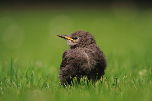 Bird-watching, cute bird at wild nature  - 写真・画像