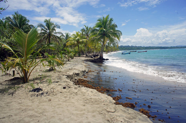 Caribbean beach view at daytime - Foto, Imagem