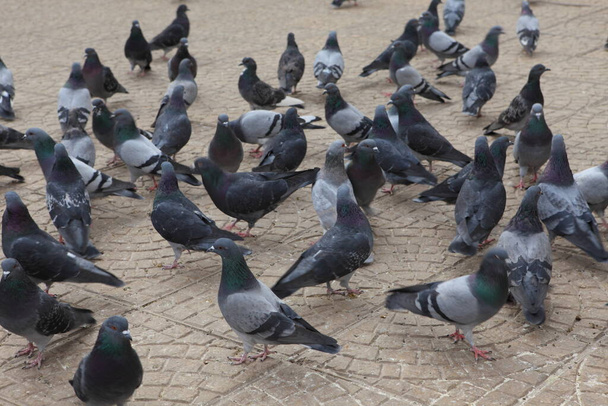 vista panorámica de las aves palomas
 - Foto, imagen