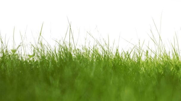 grass against a white background - Photo, Image