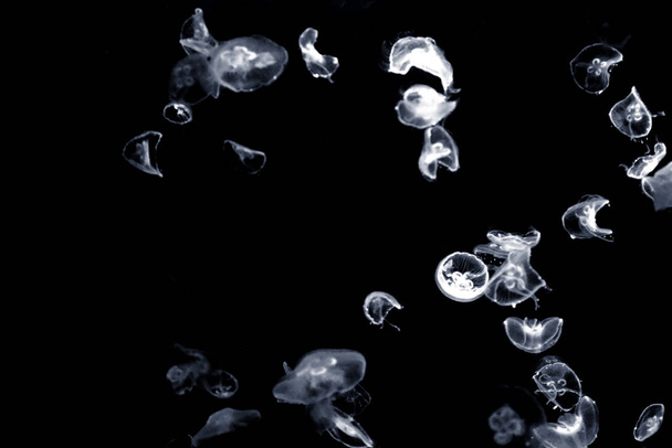 jellyfish, sea underwater fauna - Fotoğraf, Görsel