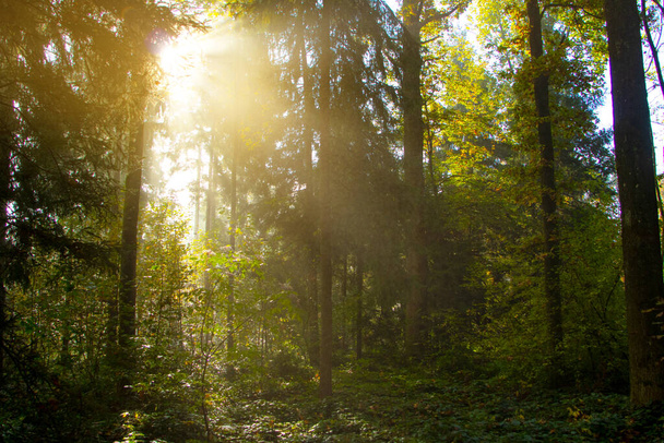 Sonnenstrahlen, die bei Sonnenaufgang nach einer nebligen Nacht im Wald glühen - Foto, Bild