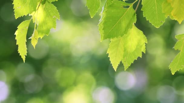 Groene boom bladeren met natuurlijke bokeh achtergrond - Video