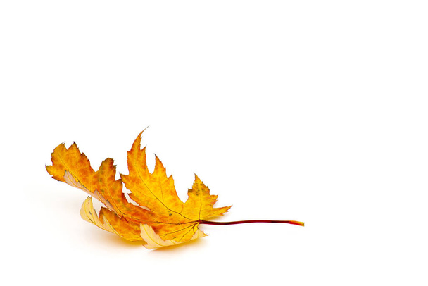 maple leaves, leaf foliage - Фото, изображение