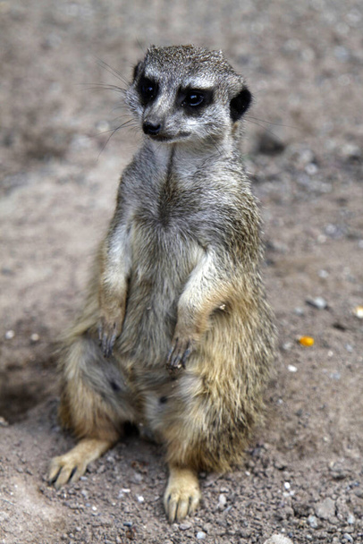 meerkat animal creature suricatta - Fotoğraf, Görsel