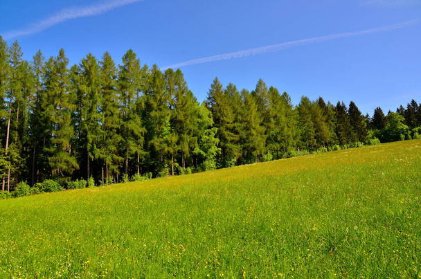 view of beautiful green meadow  - Фото, зображення