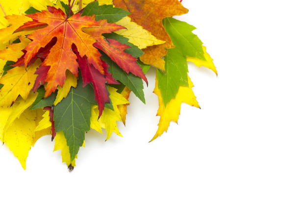 fall season foliage, autumn leaves flora - Φωτογραφία, εικόνα