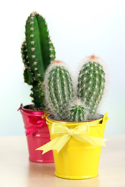 Cactuses in bright pails - Foto, immagini