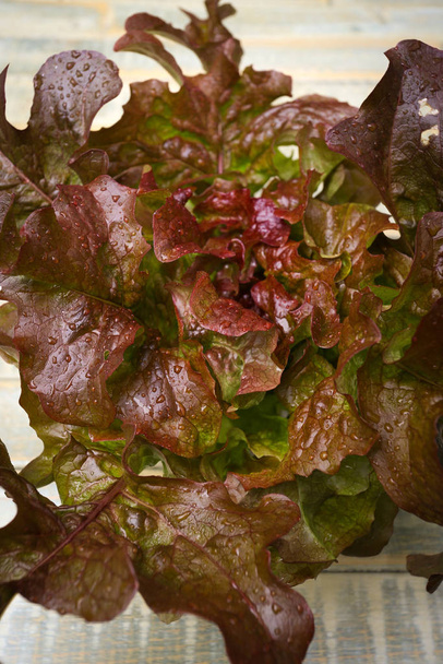 Oak leaf Lettuce with raindrops on old table - Foto, imagen
