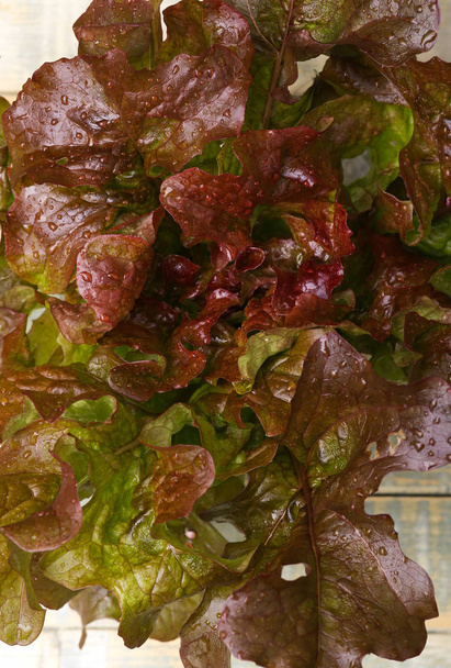 Oak leaf Lettuce with raindrops on old table - Foto, imagen