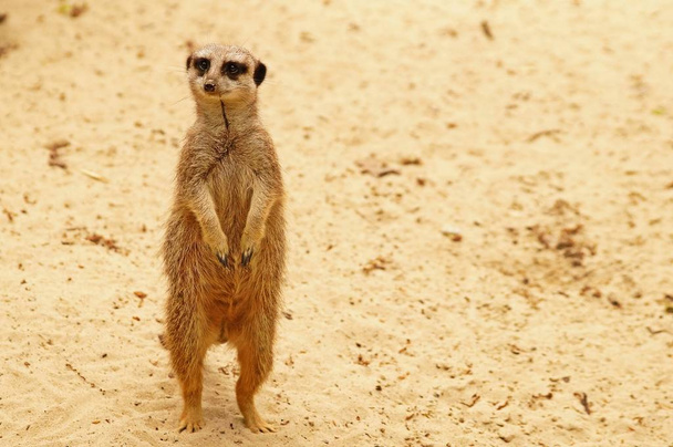 meerkat suricate animal in nature - Foto, immagini