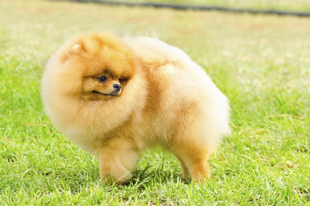 Pomeranian σκύλος - Φωτογραφία, εικόνα