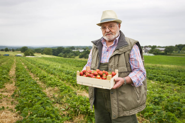 Senior man in strawberry field holding wooden box of strawberries, portrait - Valokuva, kuva