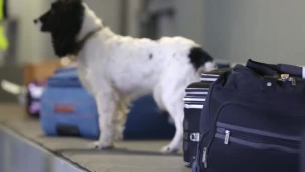 Hraniční pes čmuchající kufry na letišti - Záběry, video