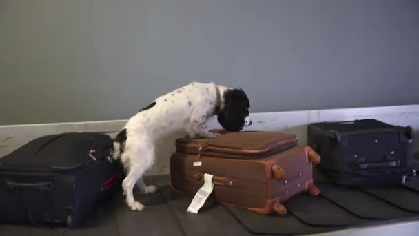 Rajakoira haistelee matkalaukkuja lentokentällä
 - Materiaali, video