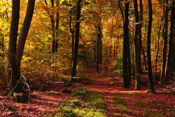 autumn forest leaves, fall season flora - Foto, Imagem