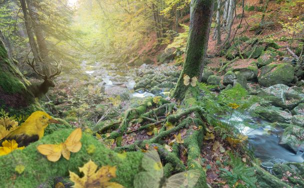 Сцена в лесу у реки
 - Фото, изображение