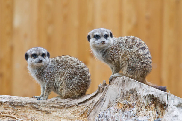 meerkats animals, Suricata suricatta - Photo, Image