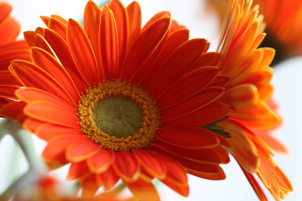 beautiful gerbera flowers on background,close up - Φωτογραφία, εικόνα