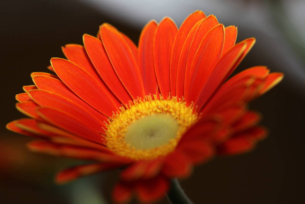  close-up of  gerbera flower on background - Foto, imagen