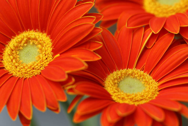 beautiful gerbera flowers on background,close up - 写真・画像