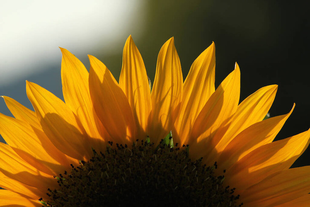 sunflower close up view - Foto, Imagen