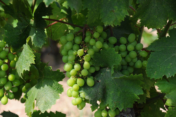 grapes growing at the vineyard  - Zdjęcie, obraz