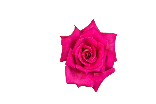 Purple Rose petals, flora - Photo, image