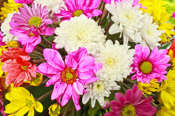 Квіти
 - Фото, зображення