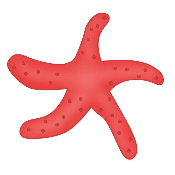 Starfish - 写真・画像