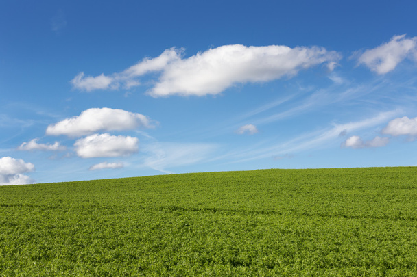 groen veld met blauwe bewolkte hemel - Foto, afbeelding