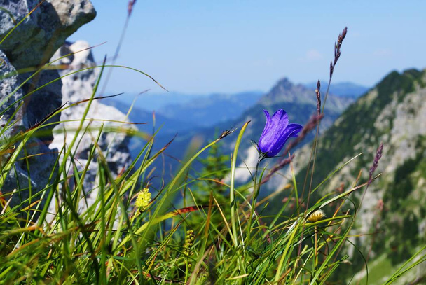 blue blossoms in the mountains - Φωτογραφία, εικόνα