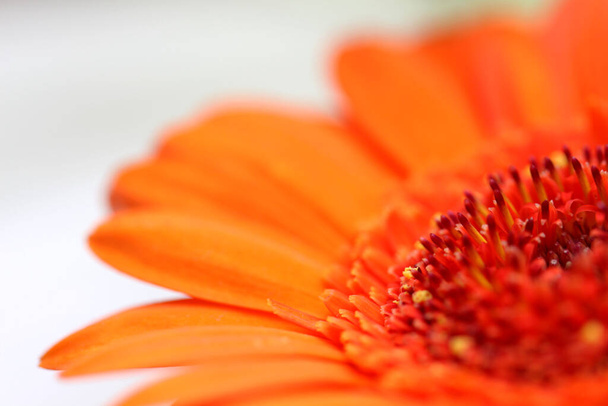  close-up of  gerbera flower on background - Foto, Imagen