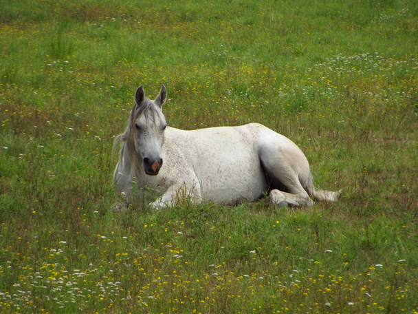 Horses outdoors at daytime  - Photo, image