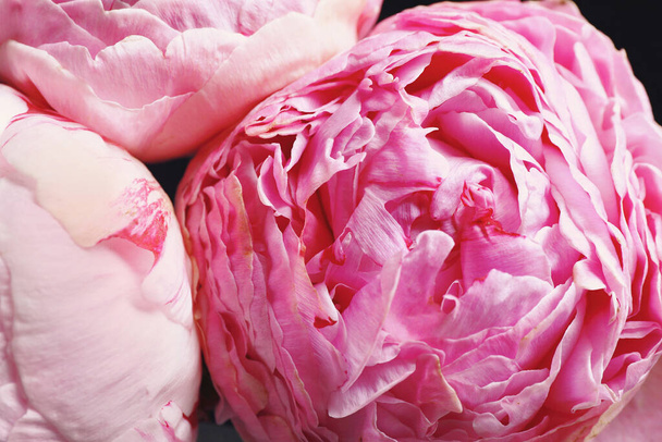 Beautiful fresh pink peonies on dark background, closeup. Floral decor - Foto, immagini