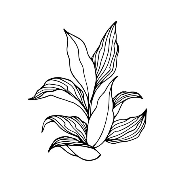 tobacco bush with leaves, agricultural plant, vector illustration with black contour lines isolated on a white background in the style of doodle and hand drawn - Vecteur, image