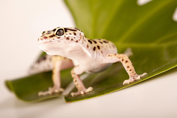 Nahaufnahme eines Geckos - Foto, Bild