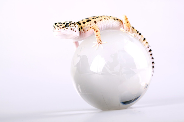 Gecko closeup - 写真・画像