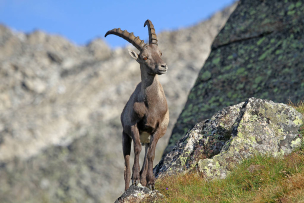 ibex animal in nature, fauna  - Photo, image