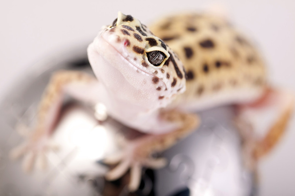 Gecko крупним планом
 - Фото, зображення