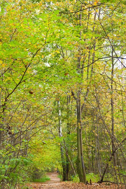 autumn forest leaves, fall season flora - 写真・画像