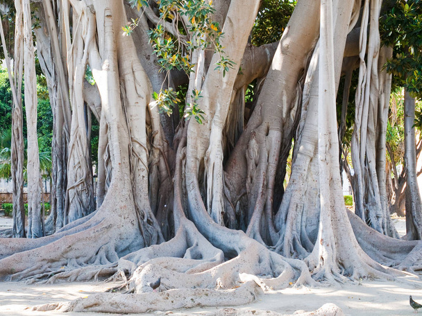 ficus magnolioide - historical giant tree in Giardino Garibaldi, Palermo - Foto, Imagem