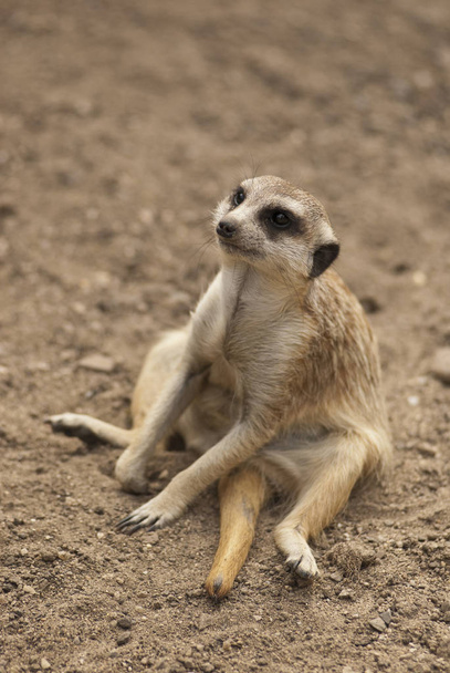 meerkat suricate animal in nature - Φωτογραφία, εικόνα