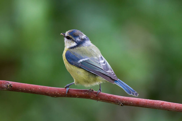 blue tit sitting on a branch.\r\nblue tit sitting on a branch. - Photo, Image